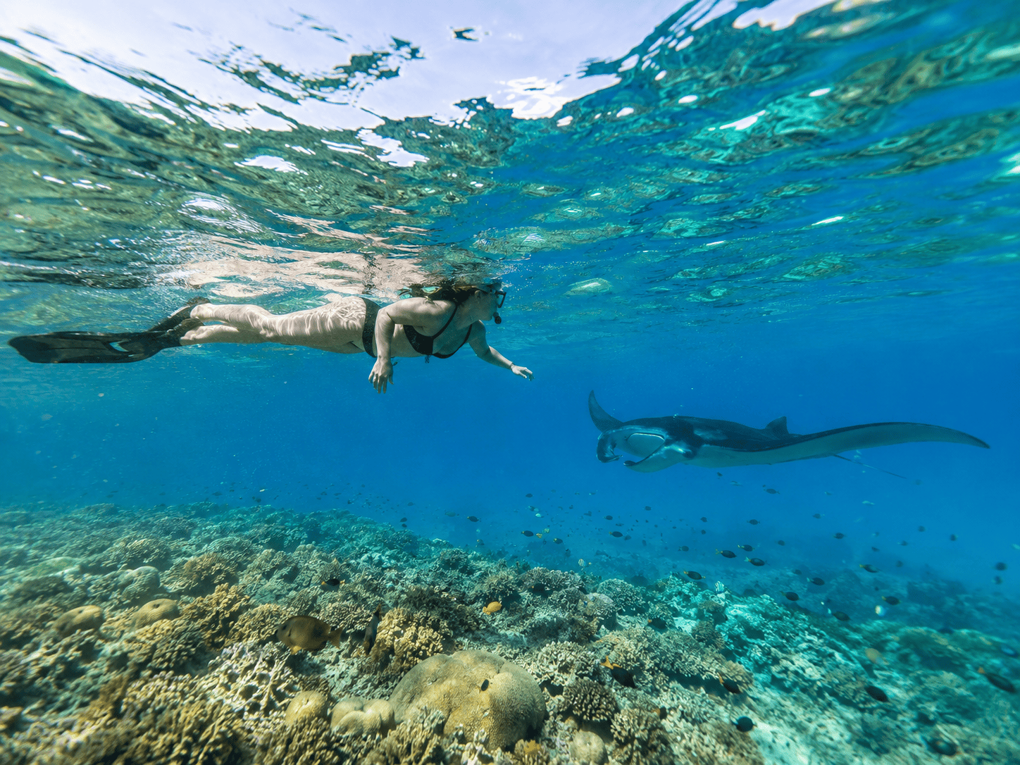 Manta Snorkeling Nusa Penida Tour - Bali tour package photo